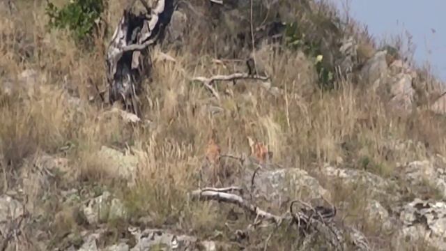 Республика Дагестан Цунтинский район село Хутрах#горы#охота#туризм#2023 смотреть онлайн