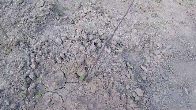 Сельская жизнь: экскурсия по огороду. Маленькие крольчата. VLOG! Countryside. смотреть онлайн