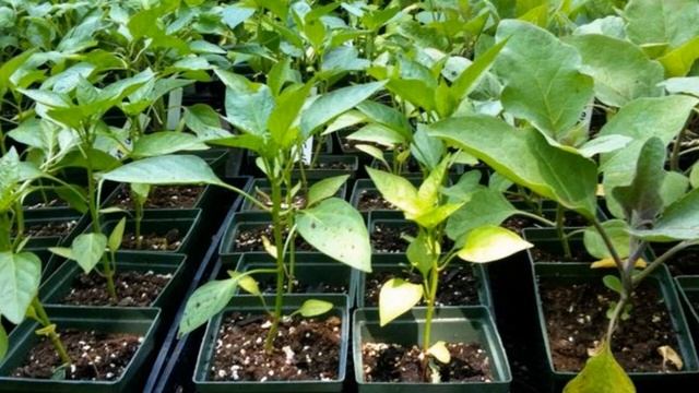 Луковая шелуха для здоровой и крепкой рассады смотреть онлайн