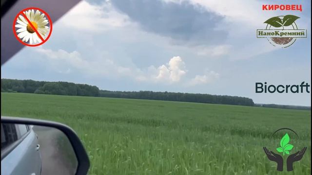 видео обзор влияния агрохим препаратов по "Технологии КД" "КИРОВЕЦ НаноКремний" смотреть онлайн
