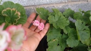 Объявление про ПЕЛАРГОНИИ