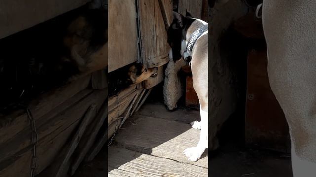 Амстафф Локи 2 года | Старая Подруга | Стаффорд | Amstaff | Staffy смотреть онлайн