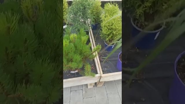 Травки , туи и елки. Людей мало , а дети на фоне это кафе где можно покушать. смотреть онлайн
