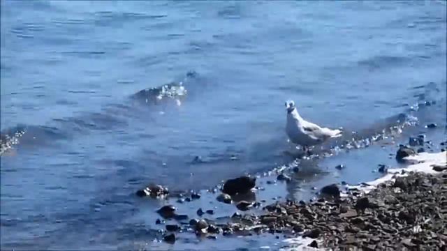 Умная чайка смотреть онлайн