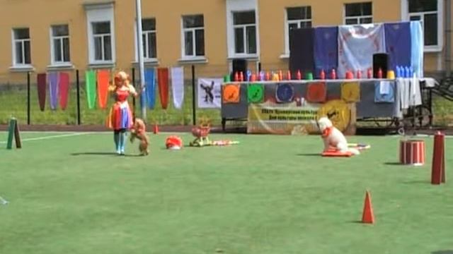 Дарья и два пуделя Марта и Джерри. смотреть онлайн