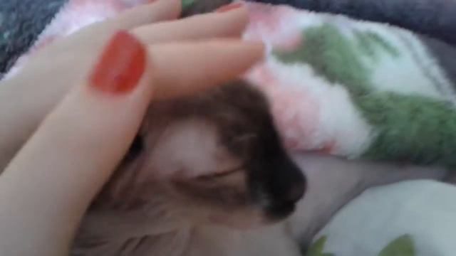 Кто где, а я в кровате 😆 Лилу. Кошка. Сон. смотреть онлайн