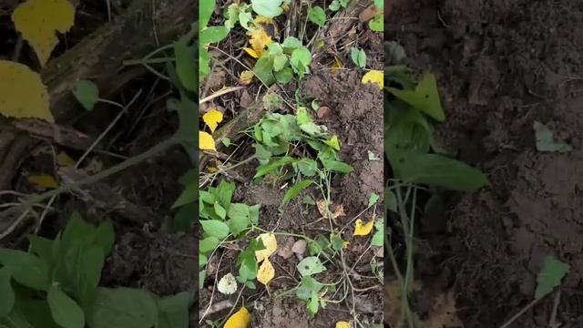 Поиск монет на хуторе в лесу с металлоискателем смотреть онлайн