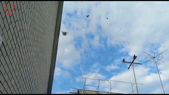 Лечение САЛЬМАНЕЛЁЗА голубей.