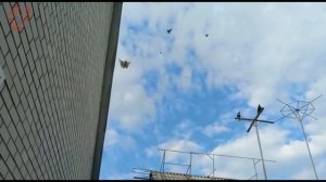 Лечение САЛЬМАНЕЛЁЗА голубей.