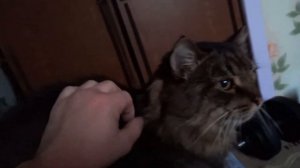 Кот Марс мяукает и мурлычет.