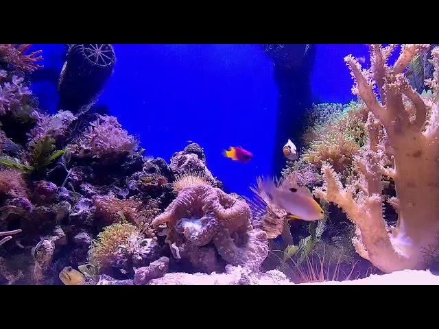 Море дома смотреть онлайн