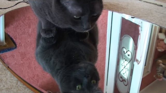 День моего котэ. смотреть онлайн