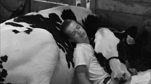 Это фото покорило интернет! Парень уснул на корове! смотреть онлайн