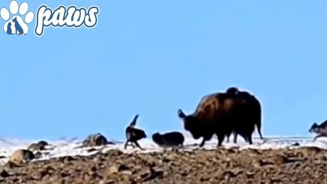 Cheetah Chases Off a Lioness | Most Amazing Wild Animal Attacks [REUPLOADED - OLD IS GOLD] смотреть онлайн