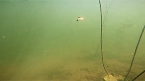 Zomber RELIGA ловит в окнах растительности