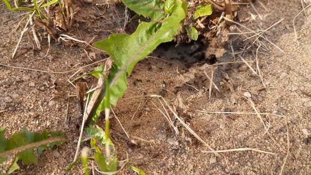 Муравейник под отмосткой дома. смотреть онлайн