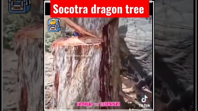 socotra dragon tree in hindi fact #scienceandtechnology #bloodtree #socotra смотреть онлайн