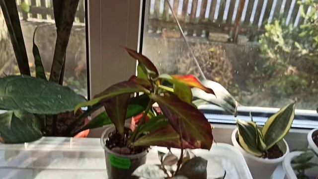 Купила крокодила 🌱😁🐊 смотреть онлайн