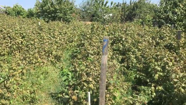 Сколько можно заработать собирая малину? || Сколько можно заработать на продаже малины || #сколоьк смотреть онлайн