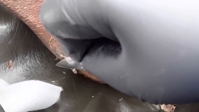 Jigger Digging Gilbert Pablo, My Son - SPECIAL DEDICATION TO DENNIS RIGGS, My DADDY