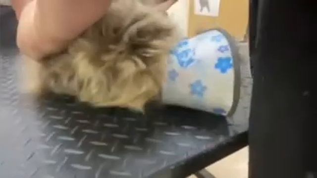 ✨• Кот Себастьян, приходил расстаться со своей старой шерстью и колтунами, без мытья (до-после) смотреть онлайн