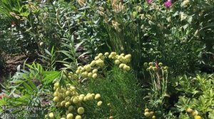 Зайцехвостник - Лагурус . Выращивание .