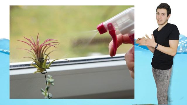 ¿Qué CUIDADOS Necesitan Las TILLANDSIAS?