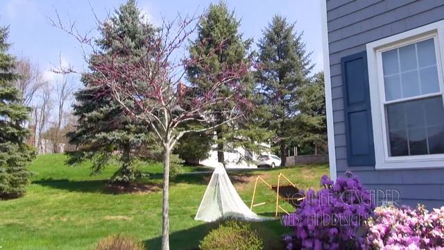 REDBUD (Cercis Canadensis) 'Forest Pansy'