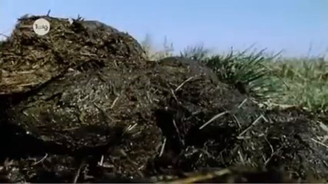 Круговорот азота 2 смотреть онлайн