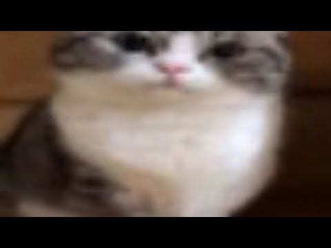 Как игрок геометри деш проходит    с читами