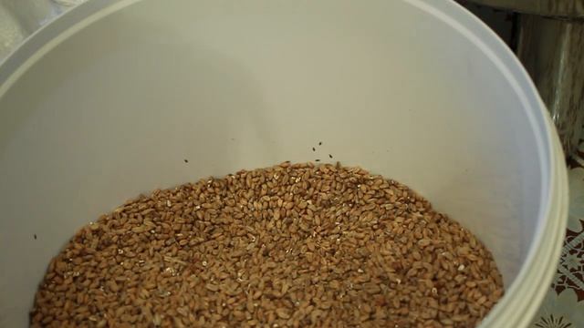 Солод.  Вредители в солоде. Суринамский мукоед.