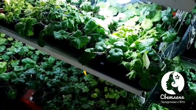 Боремся с мошками на пеларгонии. Ваша Светлана Пеларгонии с юга смотреть онлайн