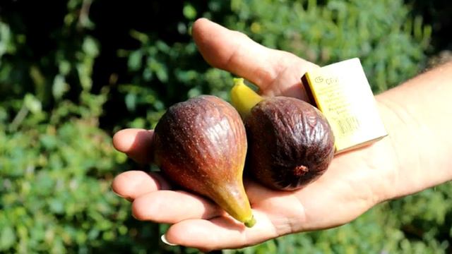 Инжир полезные свойства... смотреть онлайн