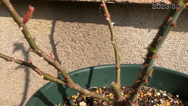 Rose【リベルラ】Libellula～お迎えして1年が経ちました♪～ смотреть онлайн