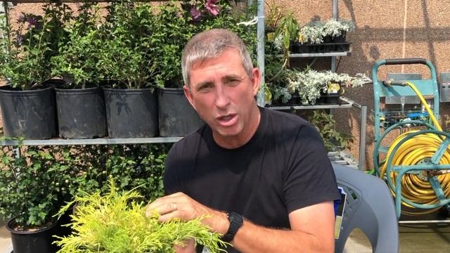 Gold False Cypress | Chamaecyparis Pisifera