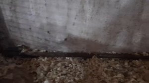 Обогрев курятника греющим кабелем. Как работает.