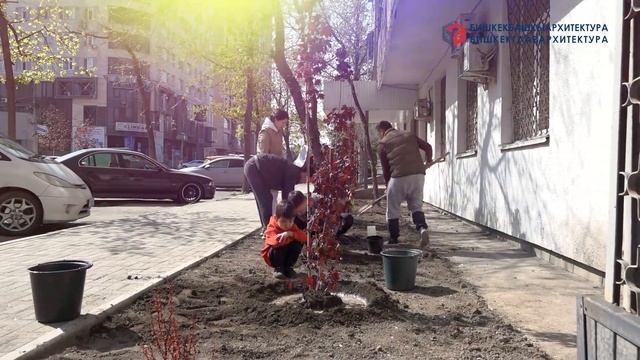 Посадка деревьев у ГУ "Бишкекглавархитектура" смотреть онлайн