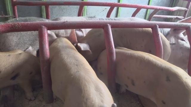 ЖДЕМ ИТАЛЬЯНЦА, ПО ПОРОСЯТ. забрали в 29 дней от рождения,какой вес поросят канторы смотреть онлайн