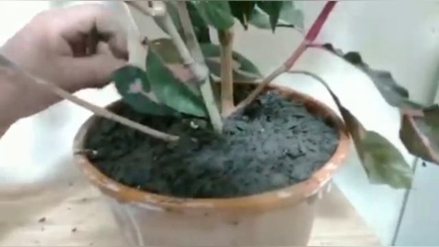 Planta caricata/Dando dicas e como manter ela em casa. смотреть онлайн