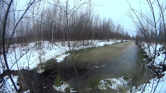 ОХОТА НА ЗАЙЦА . СЛЕДЫ ПРЕБЫВАНИЯ БОБРОВ И УДАЛОСЬ ЗАСНЯТЬ БОБРА.