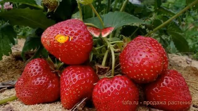 Земляника садовая Сельва (fragaria ananassa selva) ? обзор: как сажать, рассада земляники Сельва смотреть онлайн