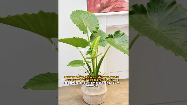 Oreja de elefante o Alocasia - Beneficios y cuidados 🤠🌿 #plantas #alocasia #youtube #plants #plant смотреть онлайн