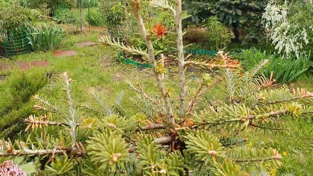 Идеальное время для посева газона. Лучшая трава, сею только её. Сад - огород после ливня смотреть онлайн