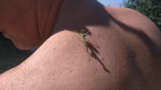 Обнаглевший богомол :) смотреть онлайн