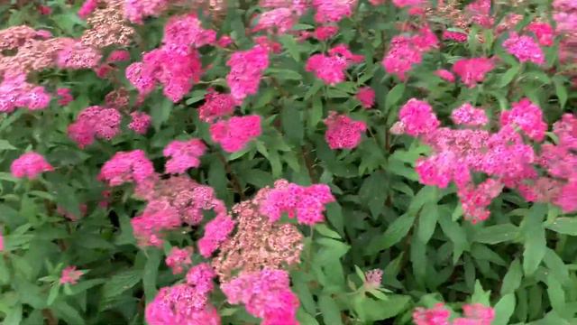 Superstar Spirea flower | Another variety of Spirea plant family. смотреть онлайн