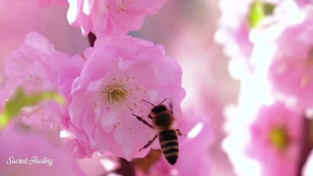 Tibetan Flute Music | Melatonin And Toxin Release | Emotional And Mental Purification | Sleep Now