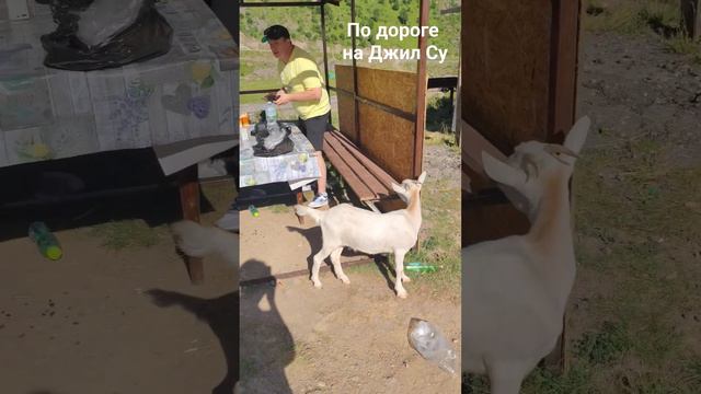 Не знала,что козлы бутерброды едят🤪 смотреть онлайн