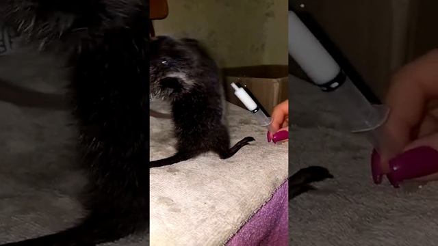 Нутрия смотреть онлайн