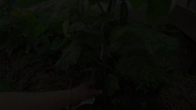 Расскажу за 1 минуту: огурцы Кон Амор, Макар, Костик, Белый змей смотреть онлайн