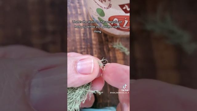 Usnea lichen is powerful смотреть онлайн